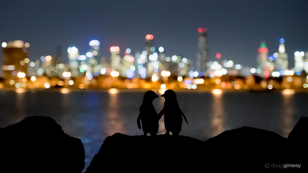 Bright Small Penguins, Big City Wildlife Journalism photostory Doug Gimesy