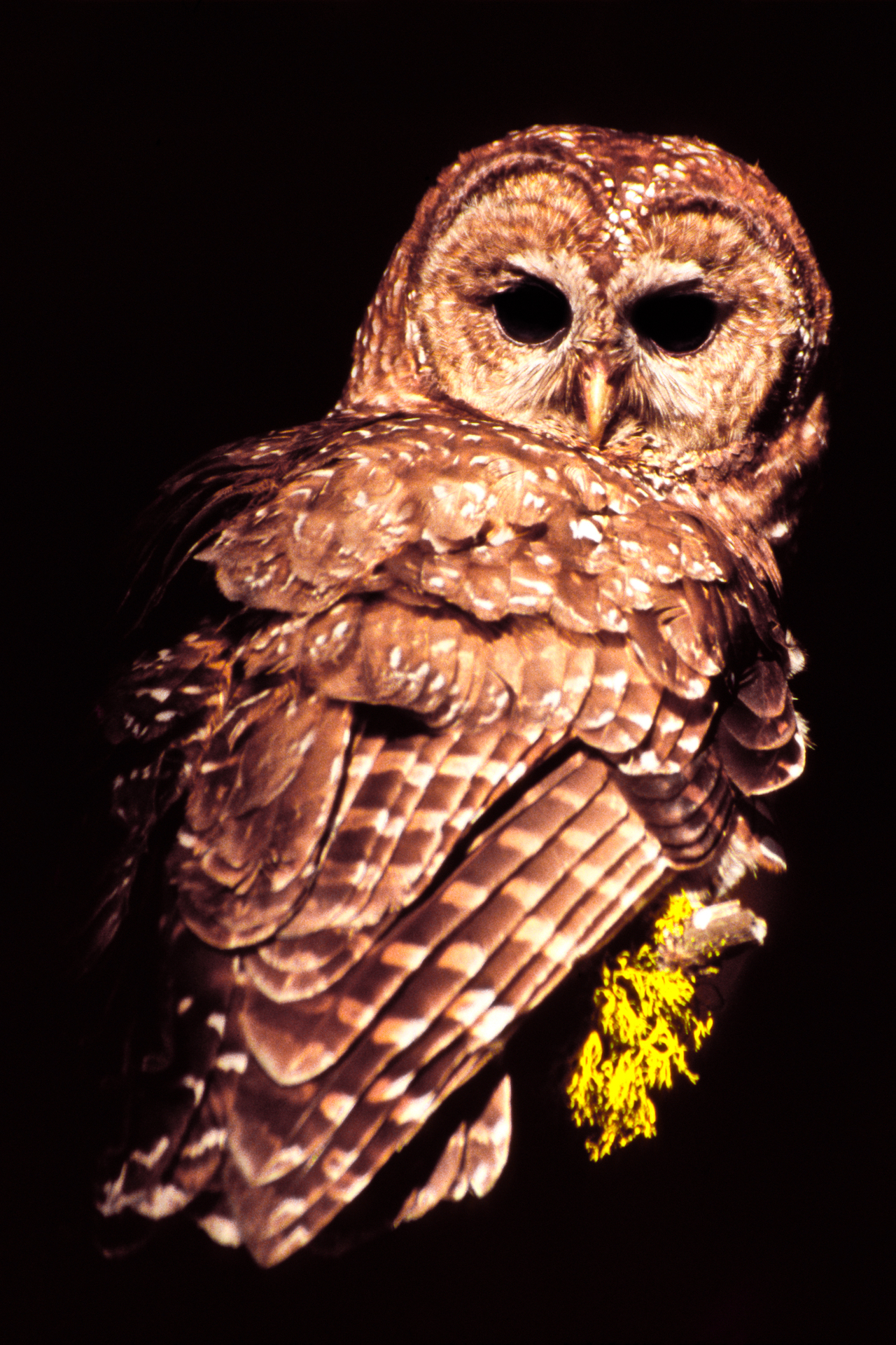 Bright Spotted Owl, Yosemite - California Wildlife Journalism Photostory Ronan Donovan