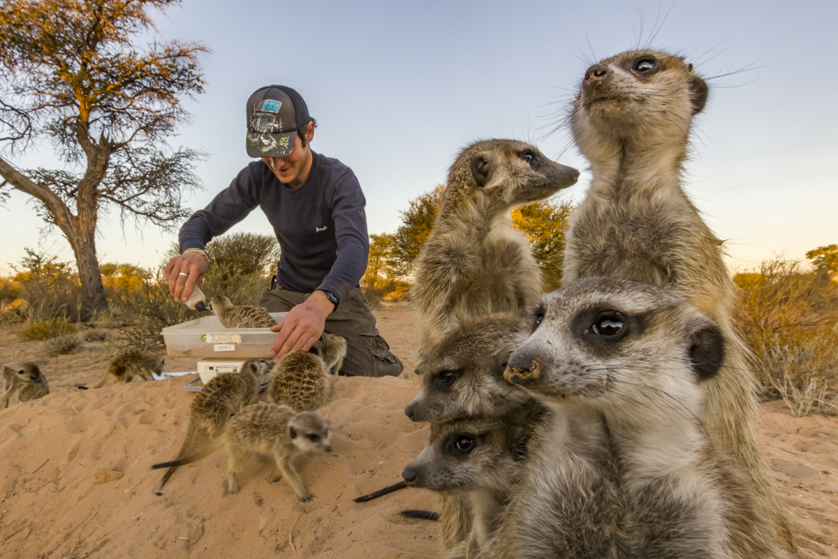 A researcher weighs wild, habituated meerkats (Suricata suricatta) at their burrow in the Kalahari Desert, South Africa. Meerkats' highly social behavior have made them a model for studying the evolution of sociality in mammals. They have been found to practice such extreme social behavior as allolactation, where multiple females in a group will lactate simultaneously to feed pups that are not their own. Capturing the weights of each individual through time is crucial; in addition to tracking the growth of young meerkats, it can also be an indicator of pregnancy or stress. A few drops of water, a scarce resource here in the desert, are used to lure the meerkats onto the weighing scale.