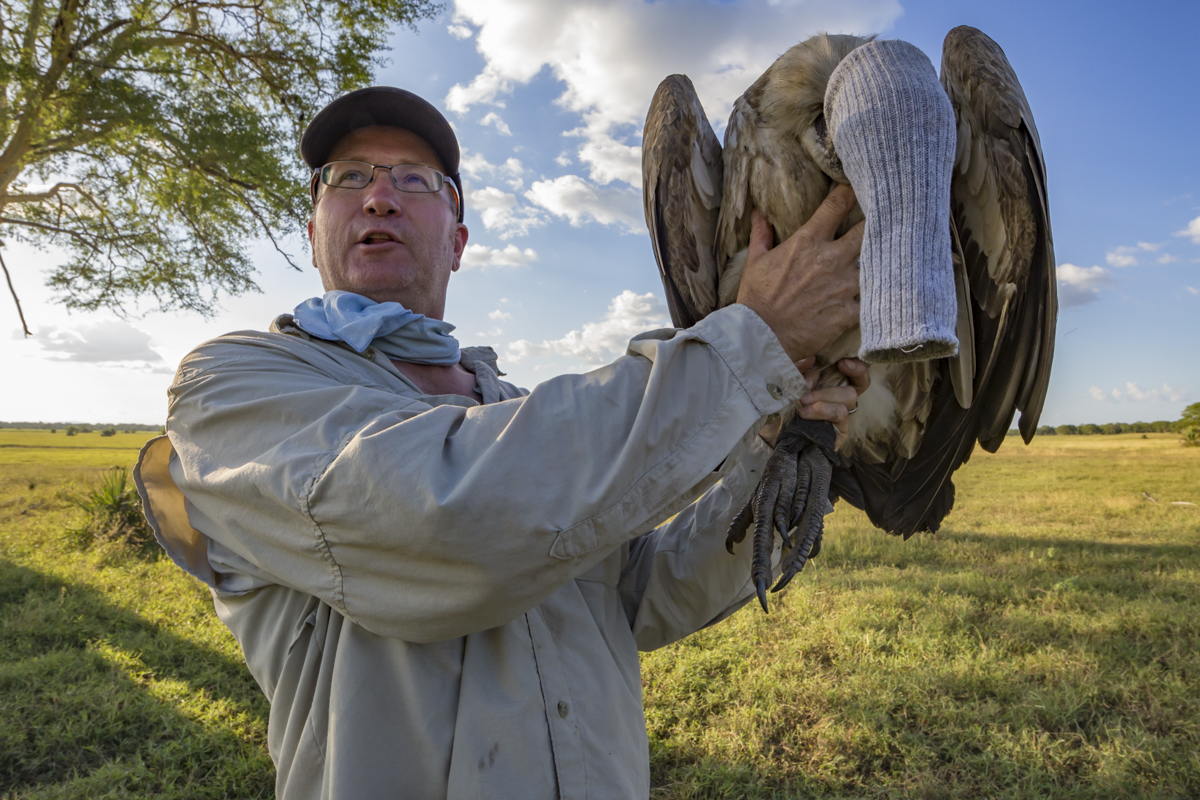 In Gorongosa National Park, Mozambique, a researcher holds a white-backed vulture (Gyps africanus) that he has just captured at a goat carcass. The researchers temporarily put a sock over its head to keep it calm while they attach a lightweight GPS transmitter harness to track its movements. Vultures are endangered all over the world due to habitat loss and both deliberate and accidental poisoning of carcasses by humans. These and other birds of prey are being studied in the park to help managers make decisions about their conservation.