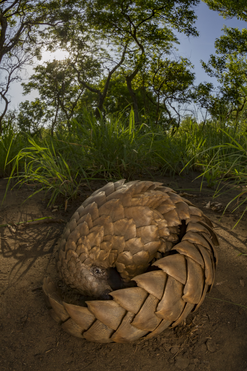 We found this wild ground pangolin (Smutsia temminckii) during a biodiversity survey in Gorongosa National Park. She was out foraging for termites and I took a series of photos of her. Pangolins are the only mammals that have large scales made of keratin, which are actually just modified hairs. These animals are coveted in Asia for their meat and scales, which are wrongly thought to have medicinal properties. As a result they are one of the most trafficked animals in the world, and earlier this year all eight pangolin species were protected under the Convention on the International Trade in Endangered Species (CITES).